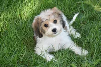 Milo, a male Cavachon for sale in Eldorado, OH – 5 of 5