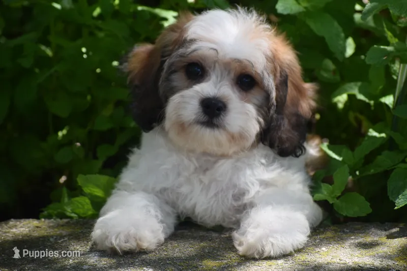 Duggar – Cavachon puppy for sale in Eldorado, OH