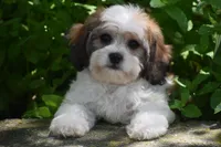 Duggar, a male Cavachon for sale in Eldorado, OH – 1 of 5