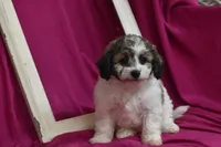 Chi chi, a female Bichpoo for sale in Eldorado, OH – 1 of 4
