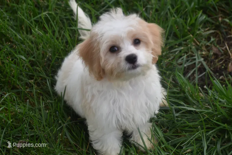 Lulu  – Cavachon puppy for sale in Eldorado, OH