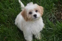 Lulu , a female Cavachon for sale in Eldorado, OH – 1 of 5