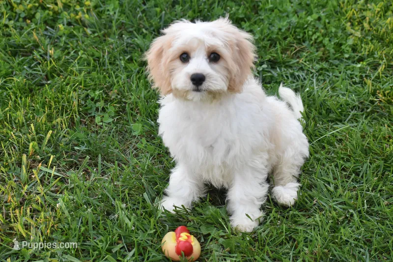 Max – Cavachon puppy for sale in Eldorado, OH
