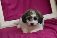 Chi chi, a female Bichpoo for sale in Eldorado, OH – 2 of 4