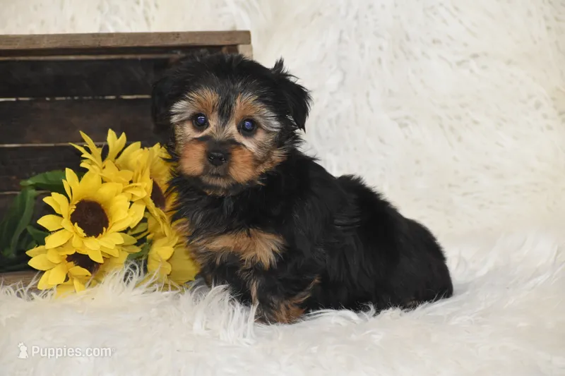 Tucker – Yorkshire Terrier puppy for sale in Eldorado, OH