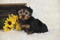 Tucker, a male Yorkshire Terrier for sale in Eldorado, OH – 1 of 3