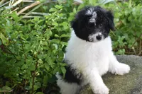 Mr. Dane, a male Bichpoo for sale in Eldorado, OH – 3 of 4