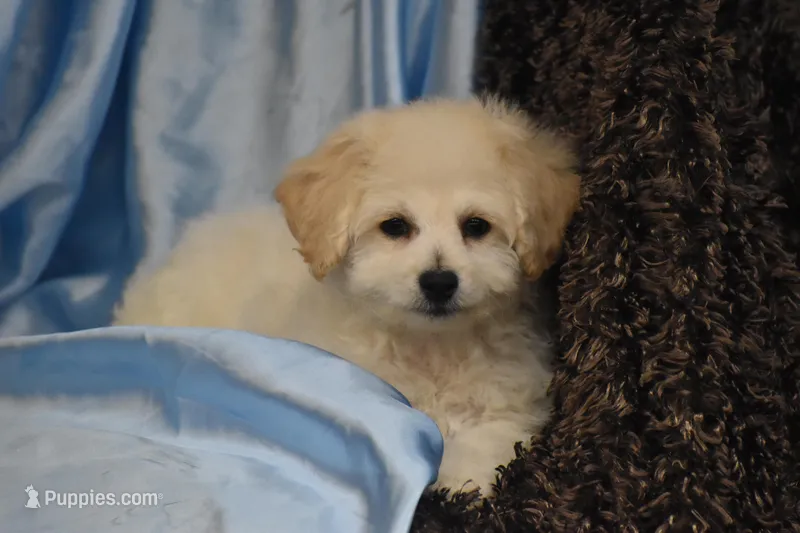 Parker – Bichpoo puppy for sale in Eldorado, OH