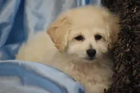 Parker, a male Bichpoo for sale in Eldorado, OH – Photo 2 of 2
