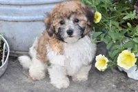Peter Pan , a male Bichpoo for sale in Eldorado, OH – 3 of 4