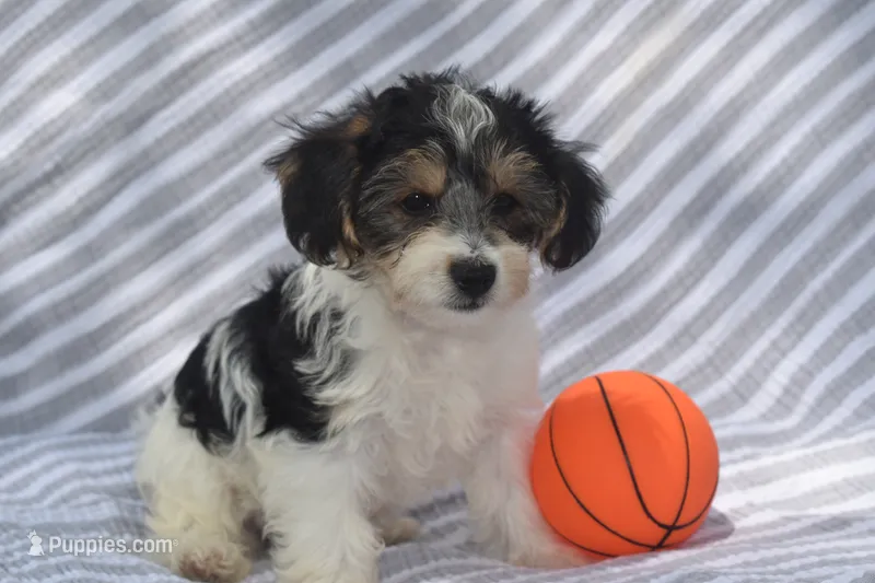 Moose – Yorkipoo puppy for sale in Eldorado, OH