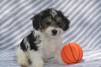 Moose, a male Yorkipoo for sale in Eldorado, OH – 1 of 2