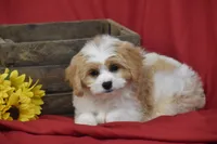 Sunny Boy, a male Cavachon for sale in Eldorado, OH – 3 of 4