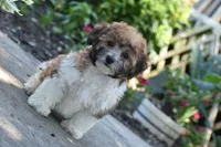 Peter Pan , a male Bichpoo for sale in Eldorado, OH – 2 of 4