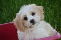 Mason, a male Cavachon for sale in Eldorado, OH – 3 of 4