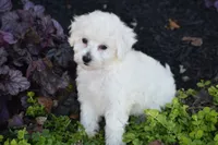 Bunny, a female Bichpoo for sale in Eldorado, OH – 2 of 5