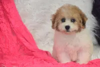 Piper, a female Bichpoo for sale in Eldorado, OH – Photo 2 of 4