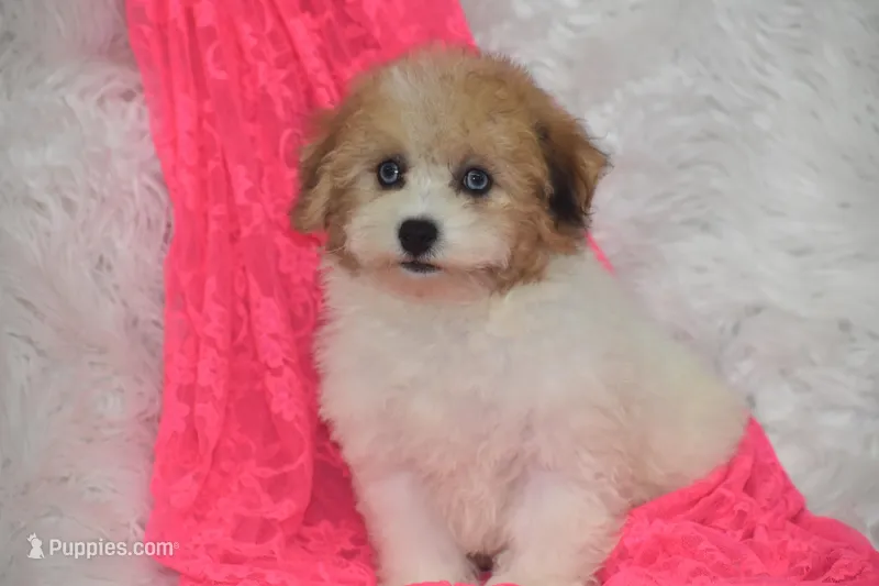 Piper, a female Bichpoo for sale in Eldorado, OH – Photo 1 of 4