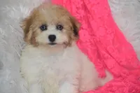 Piper, a female Bichpoo for sale in Eldorado, OH – Photo 4 of 4