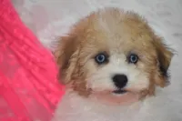 Piper, a female Bichpoo for sale in Eldorado, OH – Photo 3 of 4