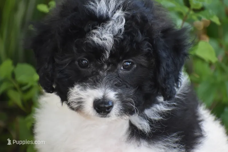 Mr. Dane – Bichpoo puppy for sale in Eldorado, OH