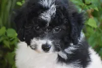 Mr. Dane, a male Bichpoo for sale in Eldorado, OH – 2 of 4