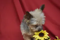 Abe , a female Yorkshire Terrier for sale in Eldorado, OH – Photo 2 of 3