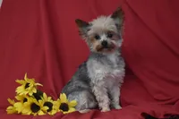 Abe , a female Yorkshire Terrier for sale in Eldorado, OH – Photo 1 of 3