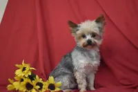 Abe , a female Yorkshire Terrier for sale in Eldorado, OH – Photo 3 of 3