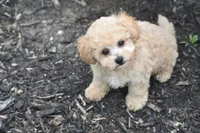 Pickles, a male Bichpoo for sale in Eldorado, OH – 3 of 3