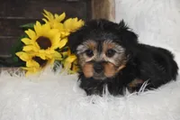 Tucker , a male Yorkshire Terrier for sale in Eldorado, OH – 1 of 3