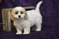 Dolly, a female Cavachon for sale in Eldorado, OH – 3 of 4