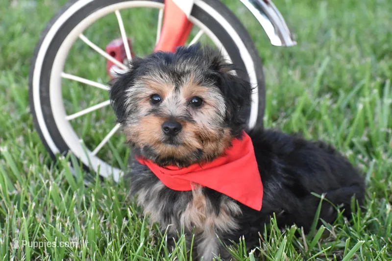 Tucker – Yorkshire Terrier puppy for sale in Eldorado, OH