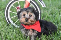 Tucker, a male Yorkshire Terrier for sale in Eldorado, OH – 2 of 4