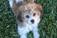 Banjo, a male Cavachon for sale in Eldorado, OH – 4 of 5