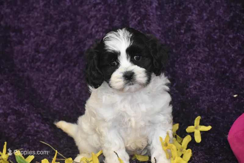 Polly – Cavachon puppy for sale in Eldorado, OH