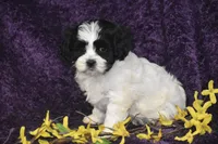 Polly, a female Cavachon for sale in Eldorado, OH – Photo 2 of 3