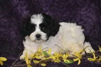 Polly, a female Cavachon for sale in Eldorado, OH – Photo 3 of 3
