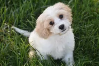 Max, a male Cavachon for sale in Eldorado, OH – 5 of 5