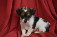 Texas, a male Yorkipoo for sale in Eldorado, OH – 2 of 4