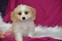 Molly, a female Cavachon for sale in Eldorado, OH – 2 of 3