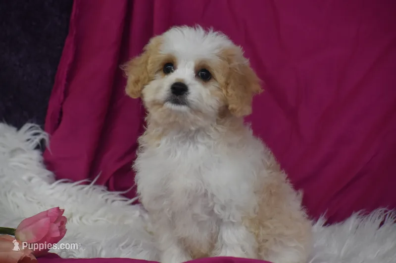 Rosie – Cavachon puppy for sale in Eldorado, OH