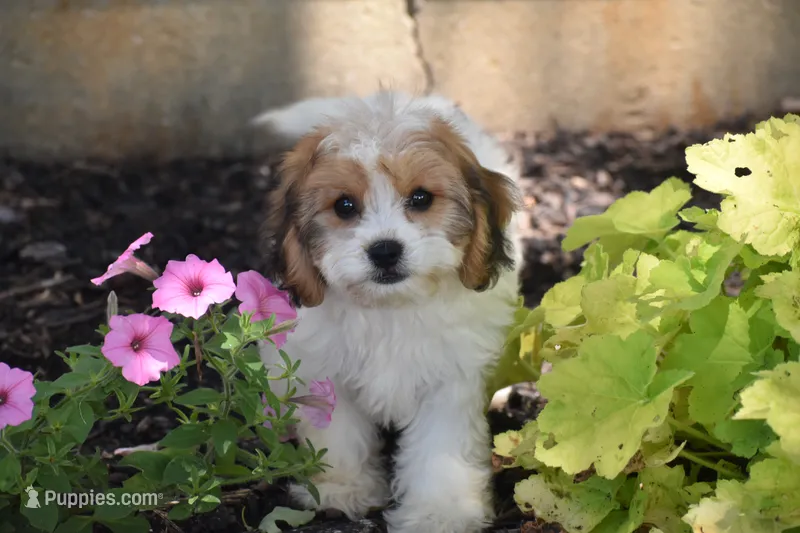 Sprinkles – Cavachon puppy for sale in Eldorado, OH