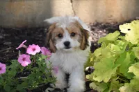 Sprinkles, a female Cavachon for sale in Eldorado, OH – 1 of 5