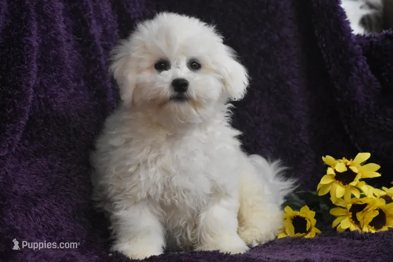 Mick – Bichon Frise puppy for sale in Eldorado, OH
