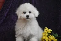 Mick, a male Bichon Frise for sale in Eldorado, OH – Photo 3 of 4