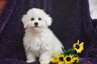 Mick, a male Bichon Frise for sale in Eldorado, OH – Photo 4 of 4