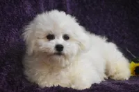 Mick, a male Bichon Frise for sale in Eldorado, OH – Photo 2 of 4