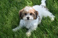 Sprinkles, a female Cavachon for sale in Eldorado, OH – 2 of 5