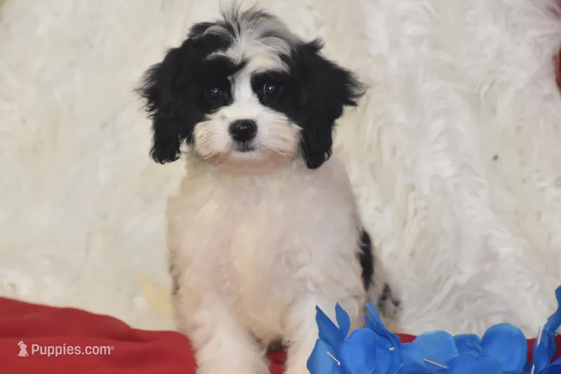 Riley – Cavachon puppy for sale in Eldorado, OH